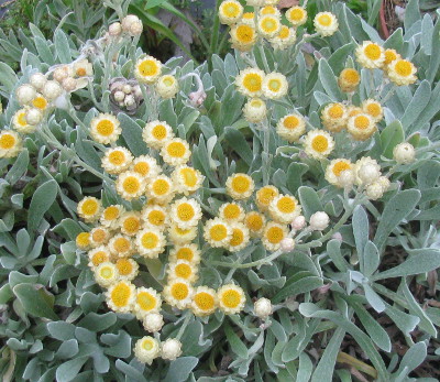 Helichrysum orientale